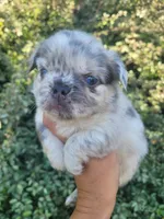 Diamond Lilac Merle Fluffy , a female French Bulldog for sale in Brooksville, FL – 4 of 10