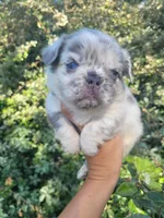 Diamond Lilac Merle Fluffy , a female French Bulldog for sale in Brooksville, FL – 3 of 10