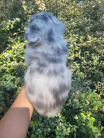 Diamond Lilac Merle Fluffy , a female French Bulldog for sale in Brooksville, FL – 5 of 10