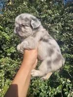 Diamond Lilac Merle Fluffy , a female French Bulldog for sale in Brooksville, FL – 7 of 10