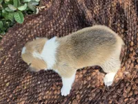 Shine Red Sable female , a female Pembroke Welsh Corgi for sale in Brooksville, FL – 4 of 7