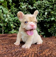 Diane Coco Fawn Merle girl , a female French Bulldog for sale in Brooksville, FL – 7 of 9