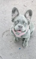 Jade Lilac tri Fluffy girl , a female French Bulldog for sale in Brooksville, FL – 3 of 6