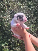 Ghost Pied Black tri , a male American Bully for sale in Brooksville, FL – Photo 4 of 7