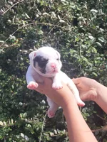 Ghost Pied Black tri , a male American Bully for sale in Brooksville, FL – Photo 5 of 7