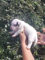 Ghost Pied Black tri , a male American Bully for sale in Brooksville, FL – Photo 1 of 7
