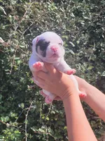 Ghost Pied Black tri , a male American Bully for sale in Brooksville, FL – Photo 6 of 7