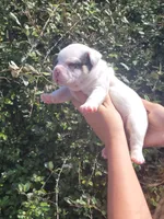 Ghost Pied Black tri , a male American Bully for sale in Brooksville, FL – Photo 3 of 7