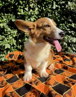 Merlin Red Merle male , a male Cardigan Welsh Corgi and Pembroke Welsh Corgi for sale in Brooksville, FL – 8 of 9