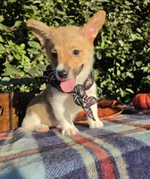 Sunny Red Sable male, a male Pembroke Welsh Corgi for sale in Brooksville, FL – 6 of 10