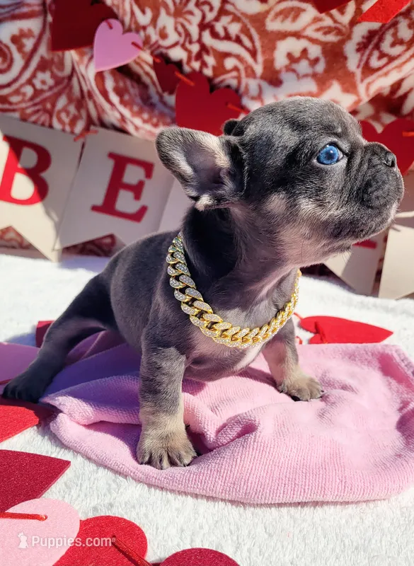 Little Benny Blue Tri boy