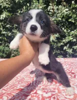 Black tri female #2 , a female Cardigan Welsh Corgi and Pembroke Welsh Corgi for sale in Brooksville, FL – 3 of 9