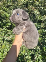 Violet Lilac Tri Fluffy girl , a female French Bulldog for sale in Brooksville, FL – 5 of 9