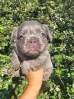 Violet Lilac Tri Fluffy girl , a female French Bulldog for sale in Brooksville, FL – 2 of 9