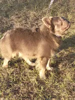 Violet Lilac Tri Fluffy girl , a female French Bulldog for sale in Brooksville, FL – 9 of 9