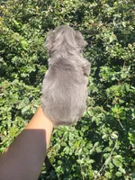 Violet Lilac Tri Fluffy girl , a female French Bulldog for sale in Brooksville, FL – 3 of 9