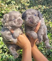 Violet Lilac Tri Fluffy girl , a female French Bulldog for sale in Brooksville, FL – 6 of 9