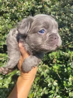 Violet Lilac Tri Fluffy girl , a female French Bulldog for sale in Brooksville, FL – 1 of 9