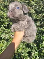 Violet Lilac Tri Fluffy girl , a female French Bulldog for sale in Brooksville, FL – 4 of 9