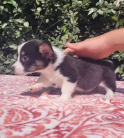 Black tri female #1 (runt) , a female Cardigan Welsh Corgi and Pembroke Welsh Corgi for sale in Brooksville, FL – 3 of 7