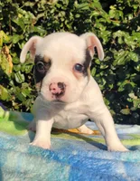 Ghost Pied Black tri , a male American Bully for sale in Brooksville, FL – Photo 4 of 6