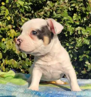 Ghost Pied Black tri , a male American Bully for sale in Brooksville, FL – Photo 6 of 6