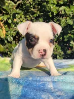 Ghost Pied Black tri , a male American Bully for sale in Brooksville, FL – Photo 3 of 6