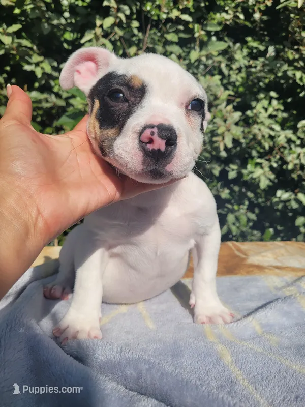 Ghost Pied Black tri  – American Bully puppy for sale in Brooksville, FL