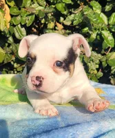 Ghost Pied Black tri , a male American Bully for sale in Brooksville, FL – Photo 1 of 6