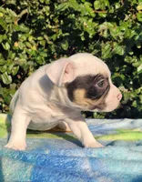 Ghost Pied Black tri , a male American Bully for sale in Brooksville, FL – Photo 5 of 6