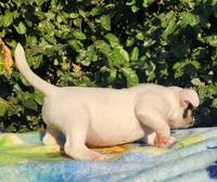 Ghost Pied Black tri , a male American Bully for sale in Brooksville, FL – Photo 2 of 6