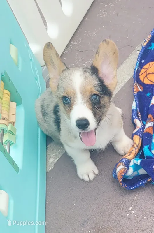 Merle tri male  – Cardigan Welsh Corgi, Pembroke Welsh Corgi puppy for sale in Brooksville, FL