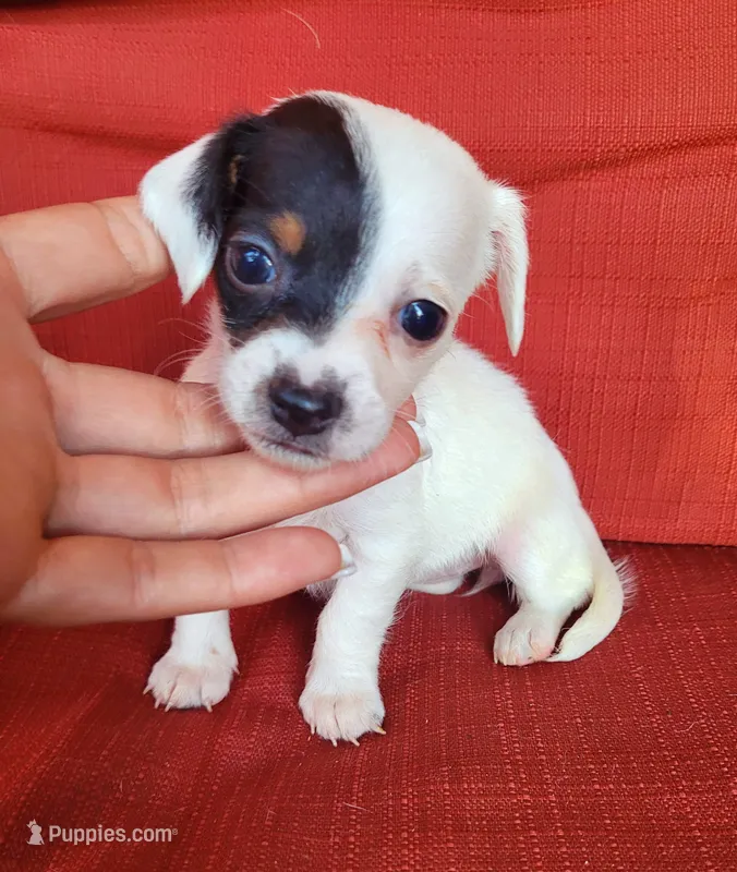 Sunflower blk tan pied  – Chiweenie puppy for sale in Brooksville, FL