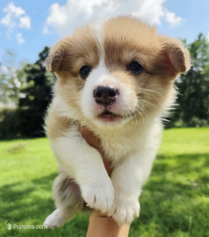 Sadie Red Longhair  – Pembroke Welsh Corgi puppy for sale in Brooksville, FL