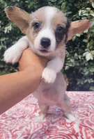 Merle tri male , a male Cardigan Welsh Corgi and Pembroke Welsh Corgi for sale in Brooksville, FL – 8 of 10