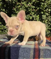 Jack Coco fawn Merle , a male French Bulldog for sale in Brooksville, FL – 7 of 10