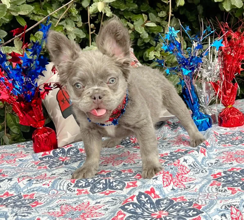 Jade Lilac tri Fluffy girl  – French Bulldog puppy for sale in Brooksville, FL