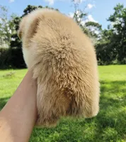 Sadie Red Longhair , a female Pembroke Welsh Corgi for sale in Brooksville, FL – 2 of 9