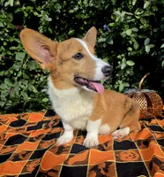 Merlin Red Merle male , a male Cardigan Welsh Corgi and Pembroke Welsh Corgi for sale in Brooksville, FL – 4 of 9