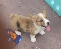Red Merle male (Blue Eyes), a male Cardigan Welsh Corgi and Pembroke Welsh Corgi for sale in Brooksville, FL – 3 of 7