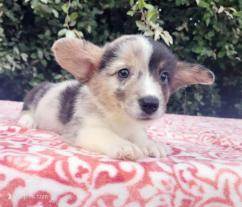 Merle tri female  – Cardigan Welsh Corgi, Pembroke Welsh Corgi puppy for sale in Brooksville, FL