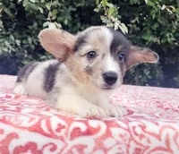 Merle tri female , a female Cardigan Welsh Corgi and Pembroke Welsh Corgi for sale in Brooksville, FL – 1 of 7