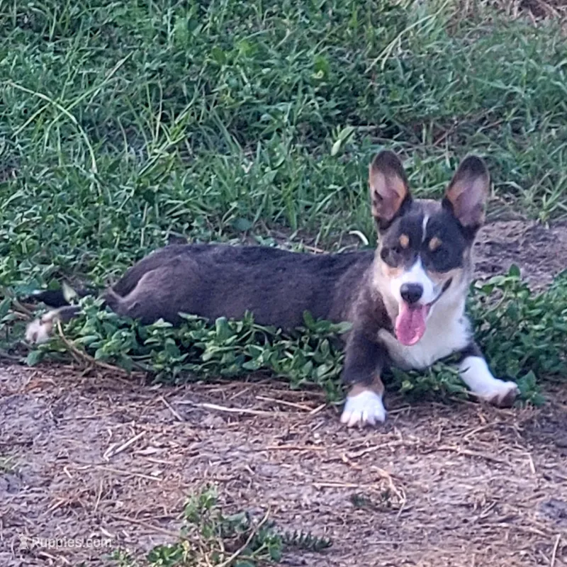 Billy Blue Tri #1 – Pembroke Welsh Corgi puppy for sale in Brooksville, FL
