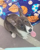 Brindle Male , a male Cardigan Welsh Corgi and Pembroke Welsh Corgi for sale in Brooksville, FL – 1 of 8