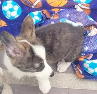 Brindle female , a female Cardigan Welsh Corgi and Pembroke Welsh Corgi for sale in Brooksville, FL – 7 of 9