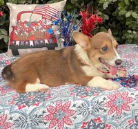 Maple blue sable , a female Pembroke Welsh Corgi for sale in Brooksville, FL – 8 of 10