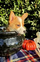 Summer Red female , a female Pembroke Welsh Corgi for sale in Brooksville, FL – 10 of 10