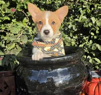 Shine Red Sable female , a female Pembroke Welsh Corgi for sale in Brooksville, FL – 4 of 10