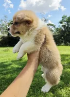 Sadie Red Longhair , a female Pembroke Welsh Corgi for sale in Brooksville, FL – 4 of 9