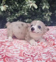 Merle male (Blue eye) , a male Cardigan Welsh Corgi and Pembroke Welsh Corgi for sale in Brooksville, FL – 4 of 7